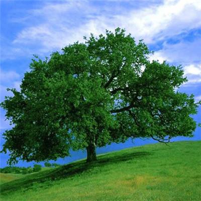 博鱼(boyu)·体育app下载