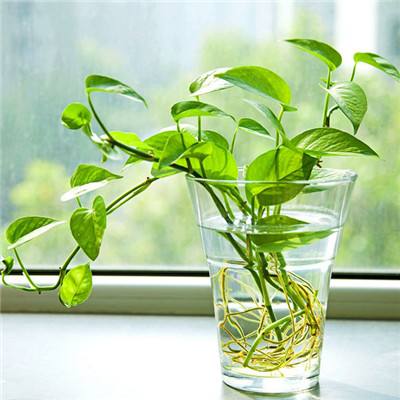 博鱼app体育官方正版下载截图